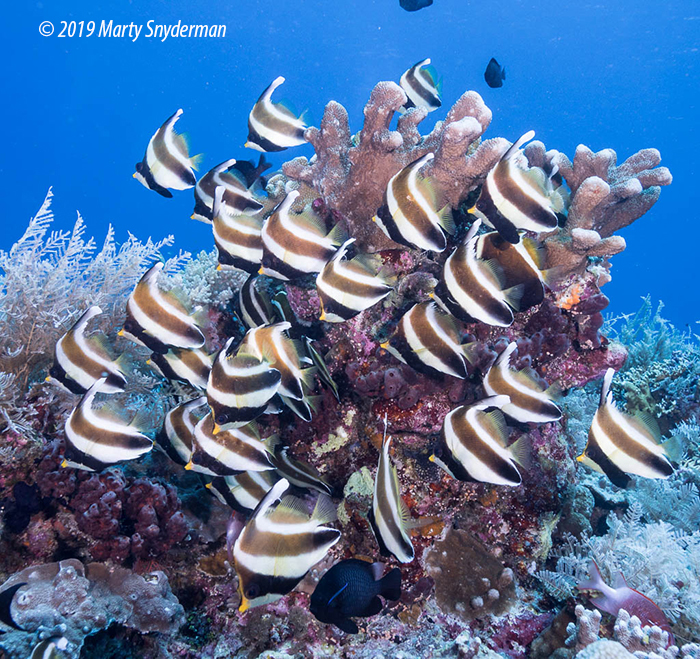 fish swim around a coral head in tubbataha