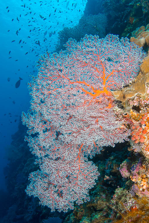 Sea fans projecting out from one of the many sheer drop-offs in Tubbataha.