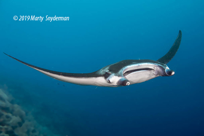 A manta ray cruising the waters of Tubbataha, a World Heritage site.