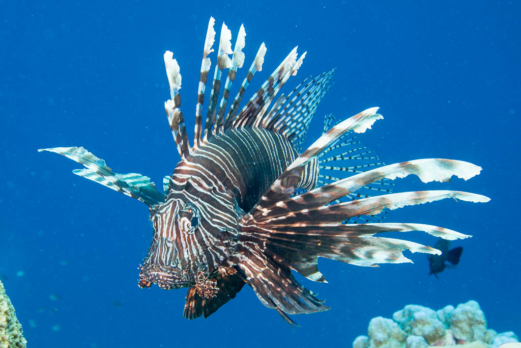 A common lionfish posing for a portrait.