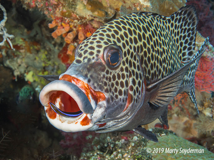 A many-spotted sweetlips getting cleaned by a bluestreal cleaner wrasse.