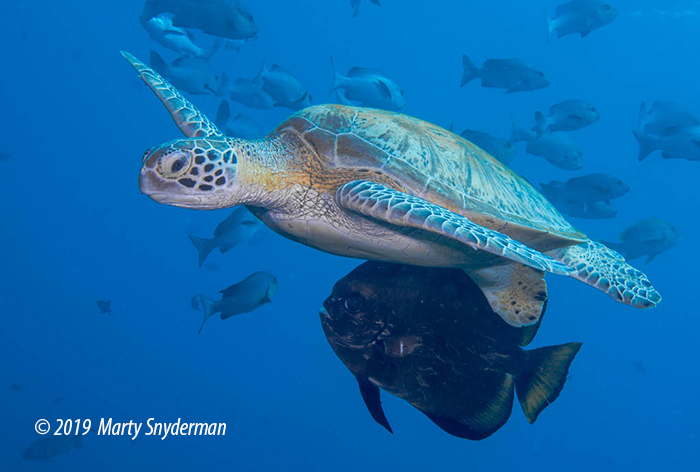 green sea turtle swimming at Tubbataha