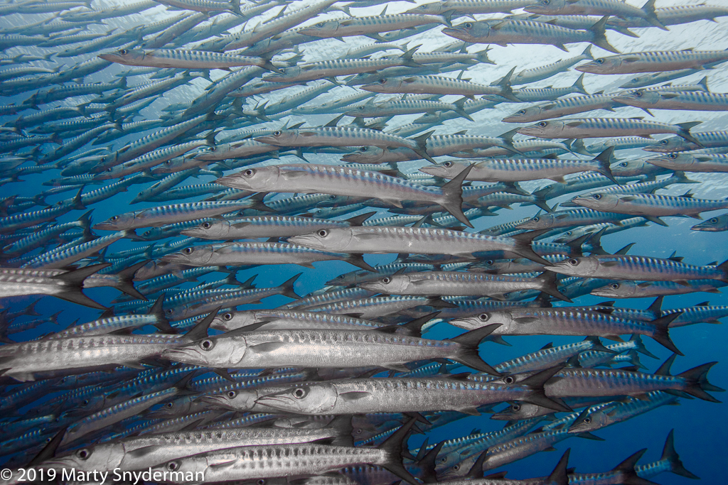 a large school of barracuda swims in tubbataha