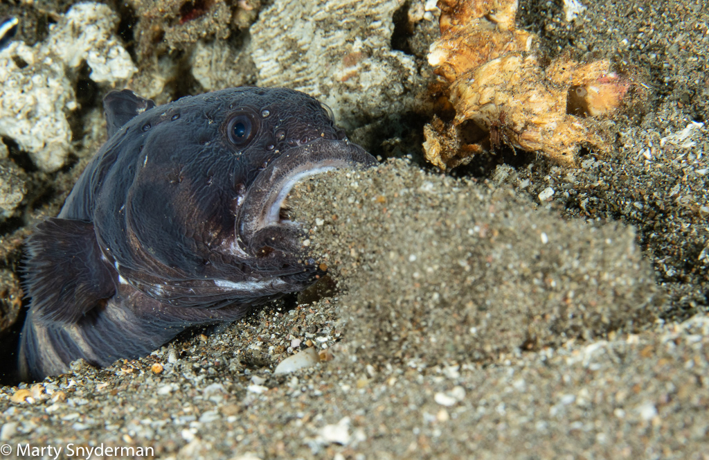 convict blenny behavior