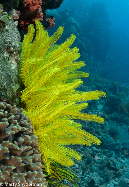 crinoid shot while scuba diving apo island