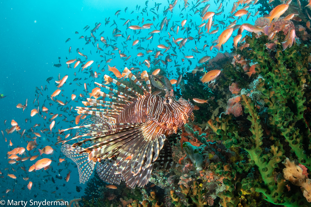 lionfish at verde island philippines