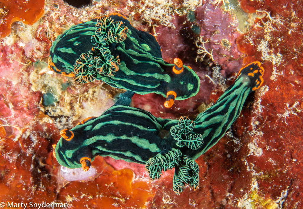 mating nudibranchs by marty snyderman
