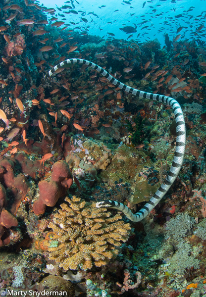 sea krait swimming at verde island