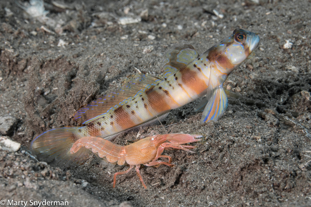 shrimp gobies at Atlantis Dumaguete