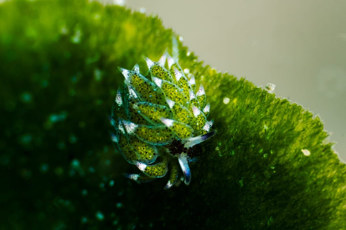 Shaun the Sheep Nudibranch