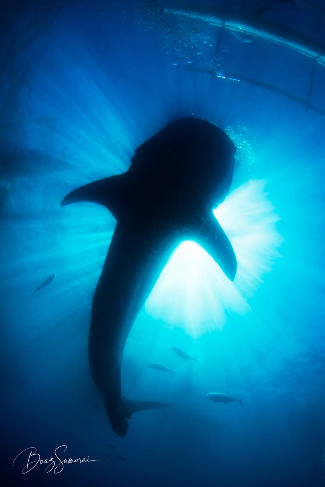 Whale Shark in the Philippines