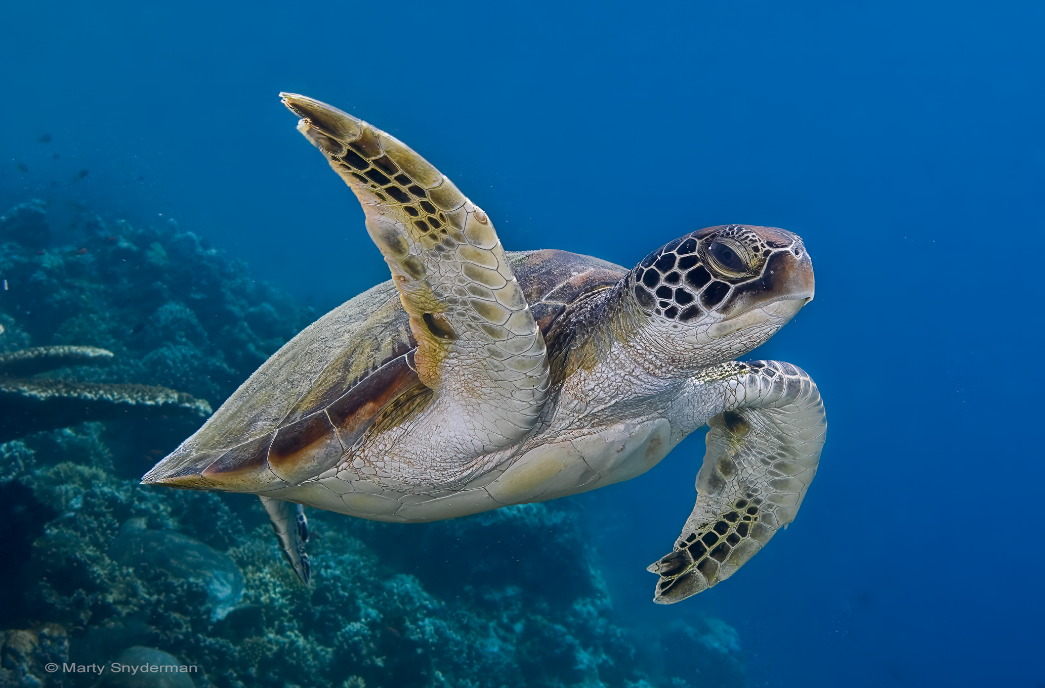 Marty Snyderman - Turtle