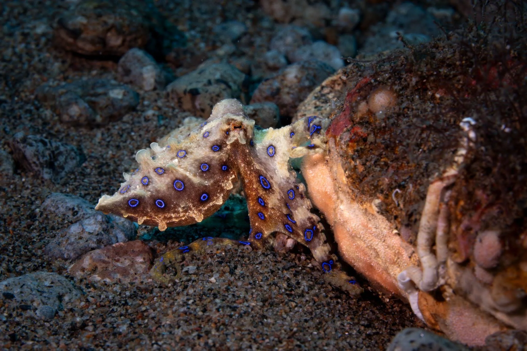 Blue-ringed octopus crawling under a rock at Punta dive site.