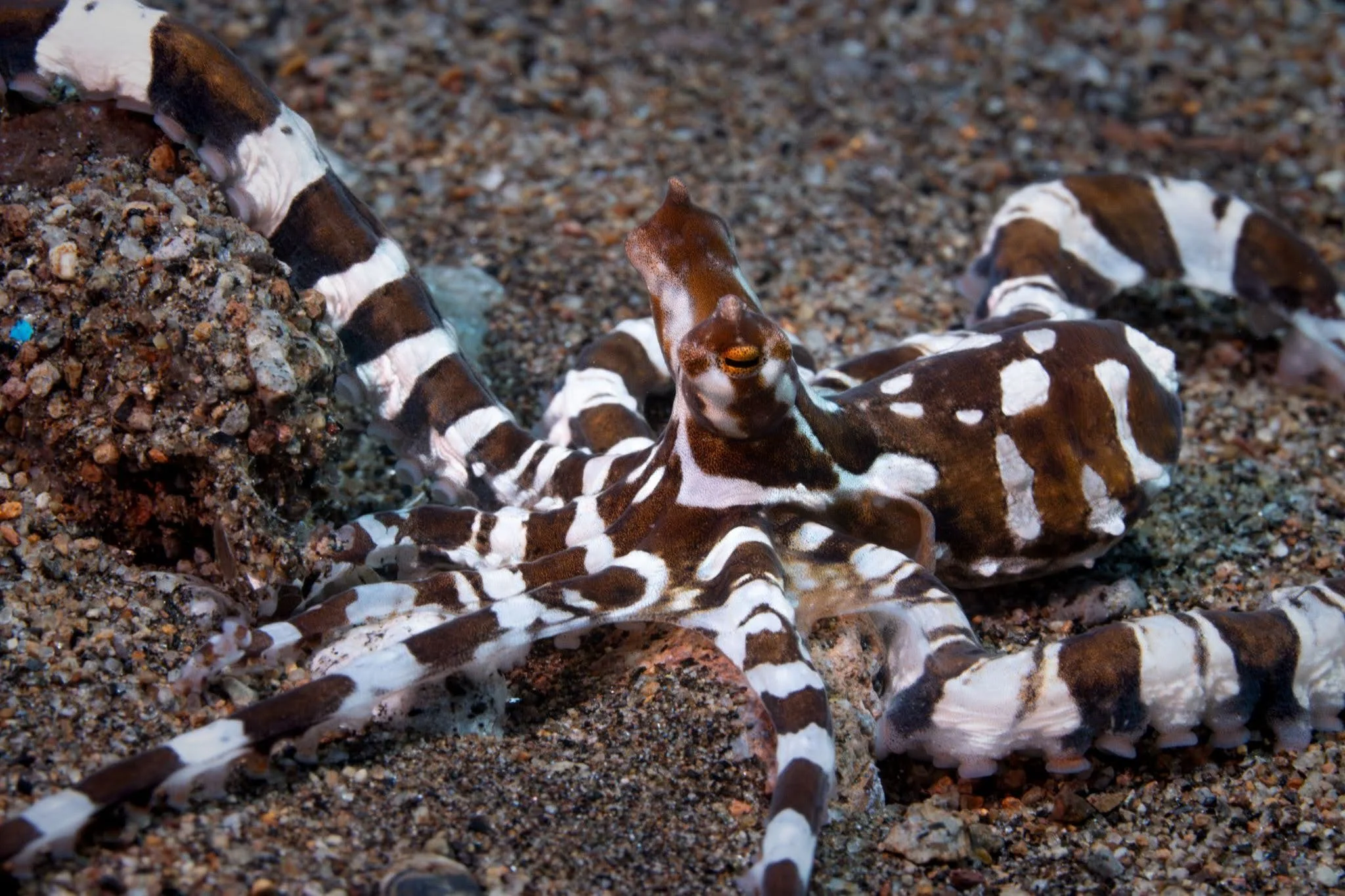 A juvenile Wunderpus Octopus putting on a show