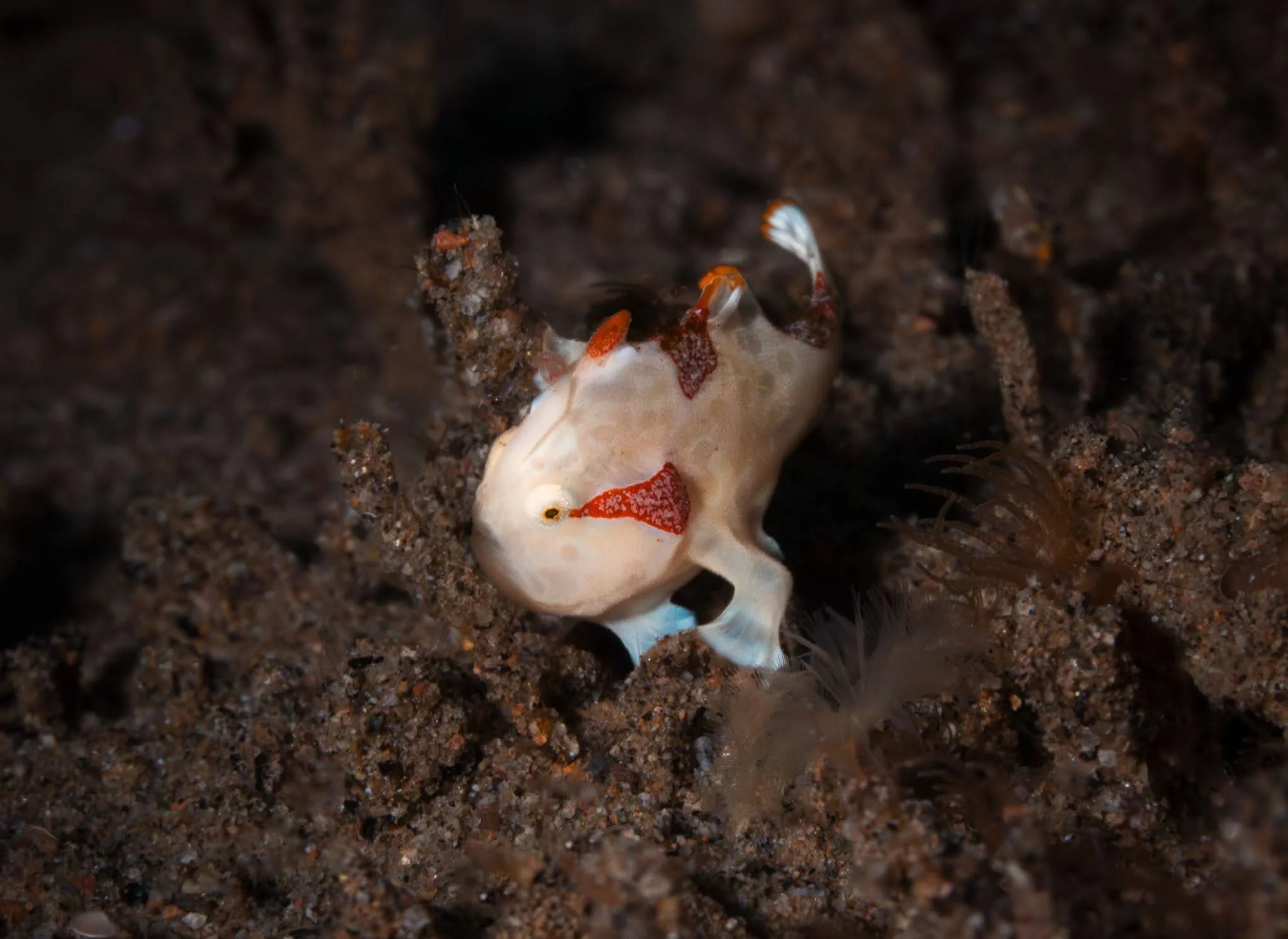 Juvenile clown frogfish hiding amongst the artificial reef at San Miguel