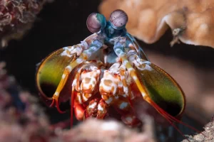 Peacock Mantis Shrimp peeking out of its burrow
