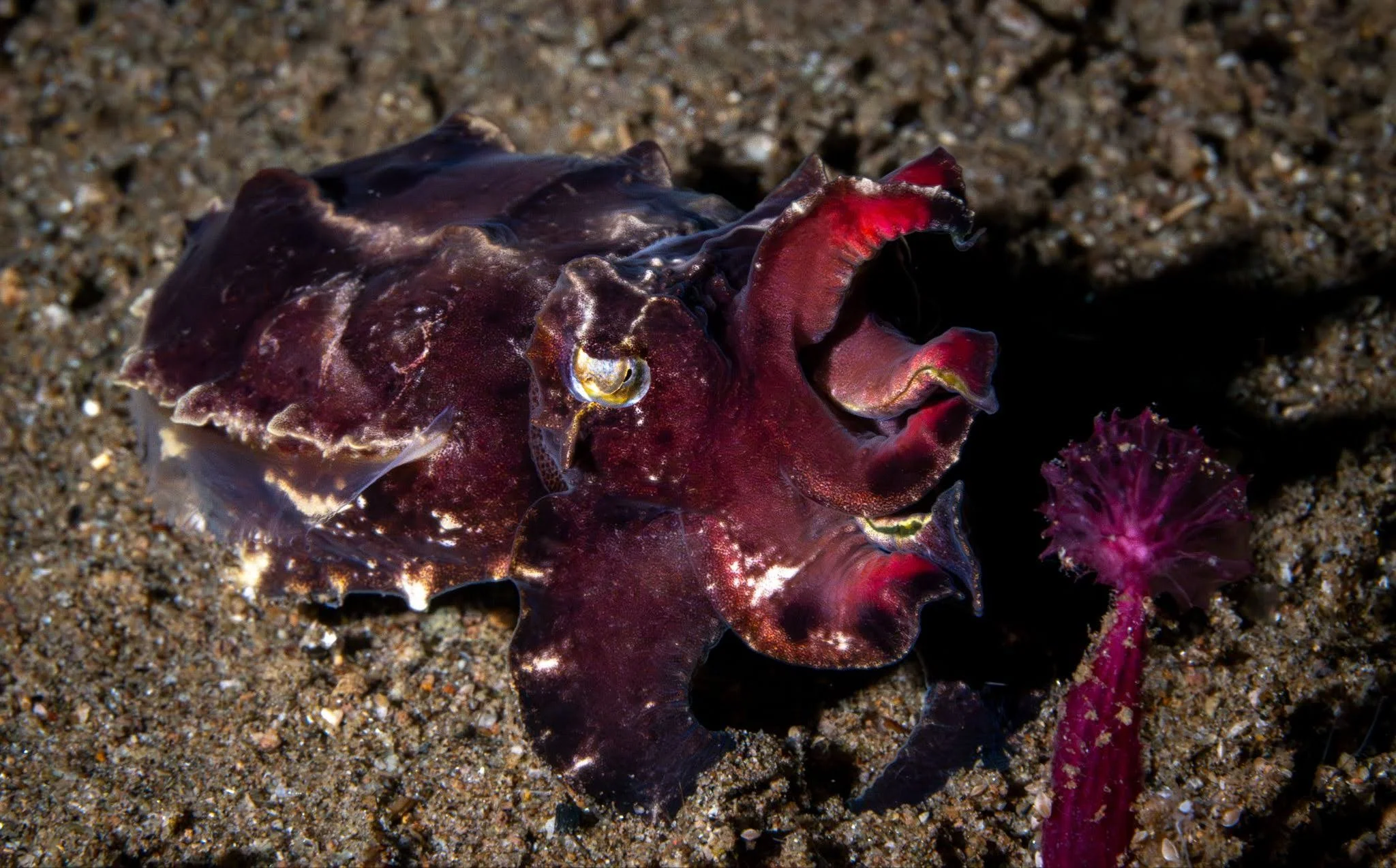 Flamboyant Cuttlefish hunting at night at the Atlantis House Reef