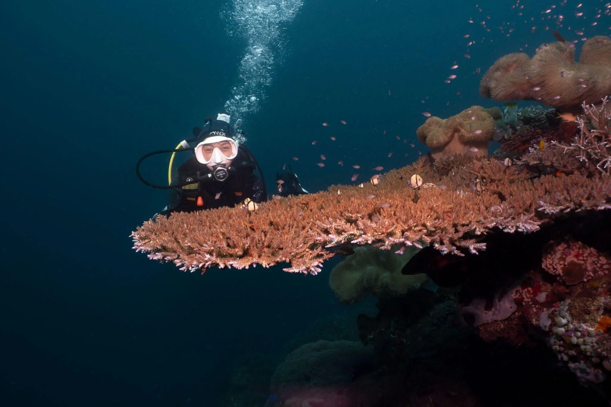 Diving the reefs of Apo Island