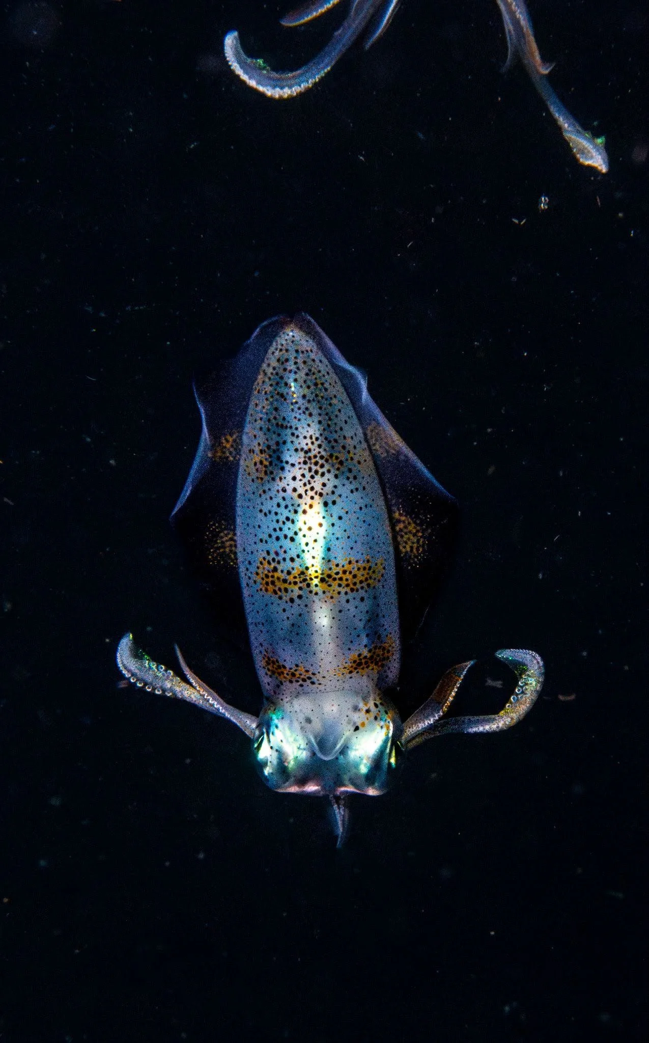 Bigfin Reef Squids on the Blackwater Dive