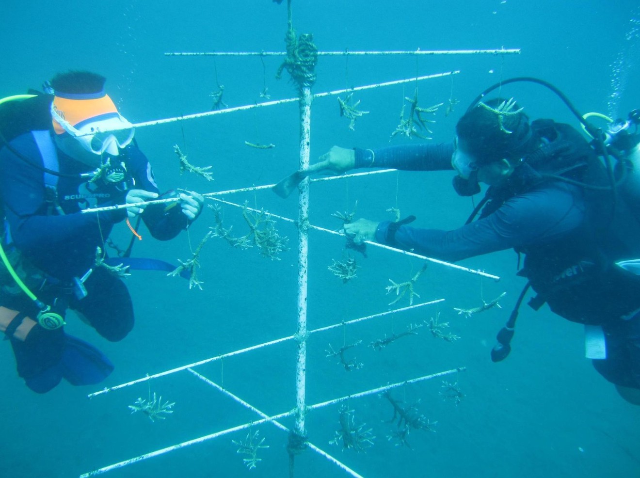 Copy of Atlantis Coral Nursery