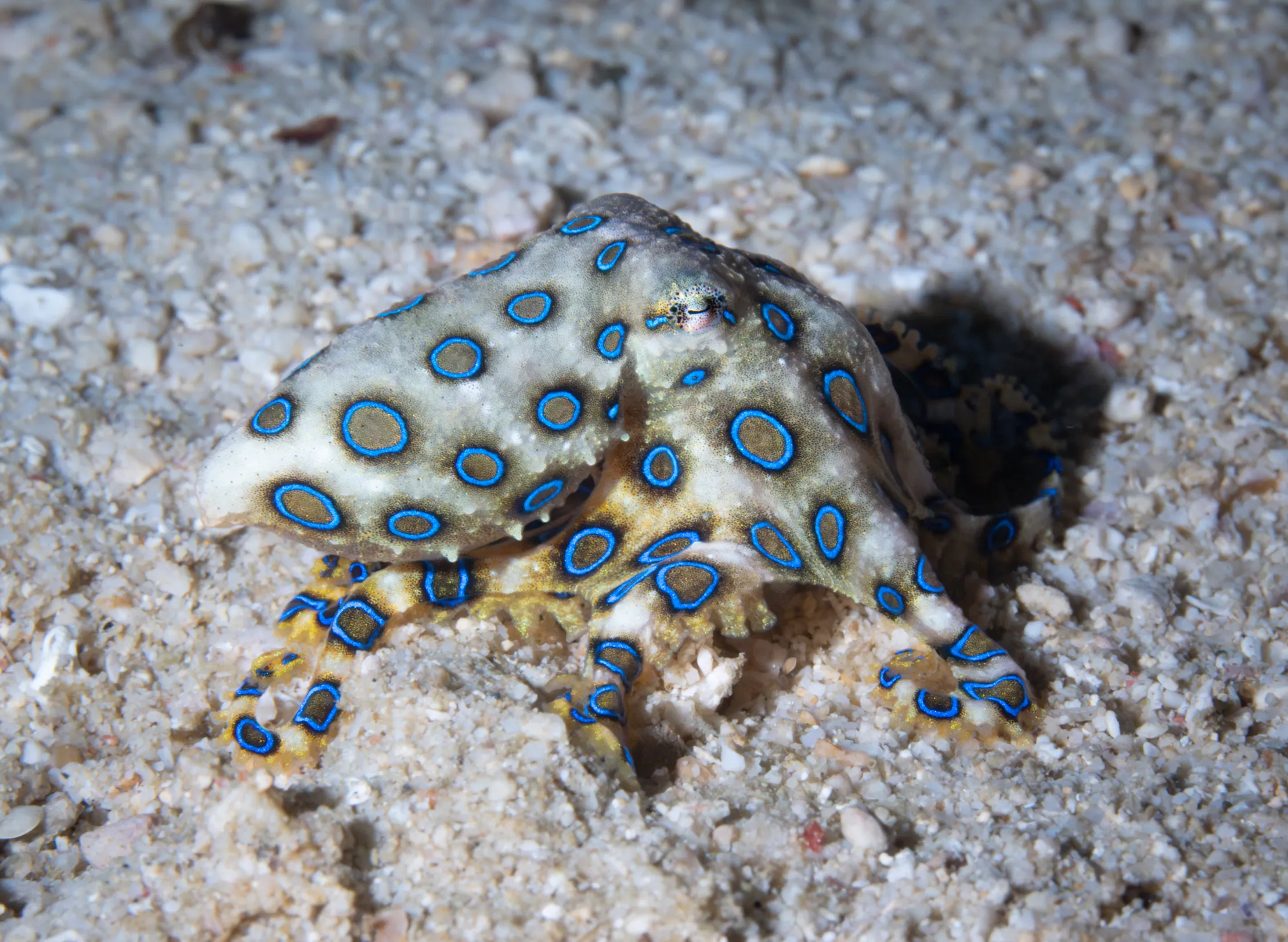 A blue-ringed octopus flashing its bright rings at us! Can you believe just one bite can kill a person in minutes?!