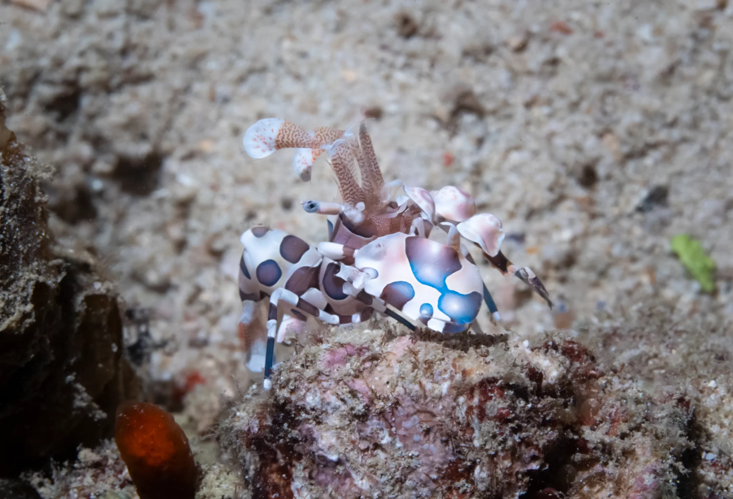 The rare Harlequin shrimp use their bright colours to warn off prey and hunt exclusively on starfish.