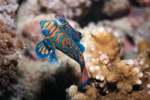 Mandarinfish mating! Can you believe I took this?! The smaller male latches onto the larger female in a synchronised dance.