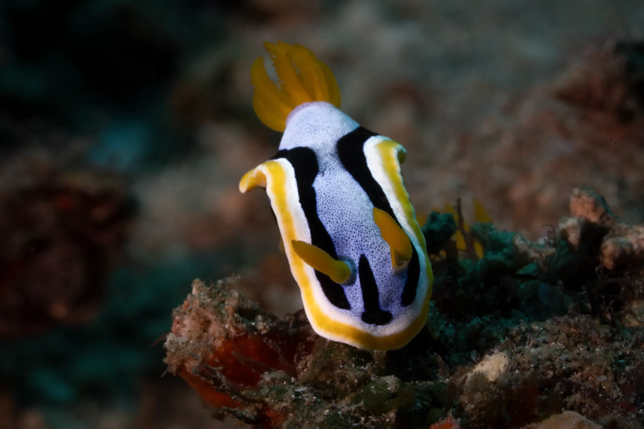 A Nudibranch in a perfect pose at Montani dive site