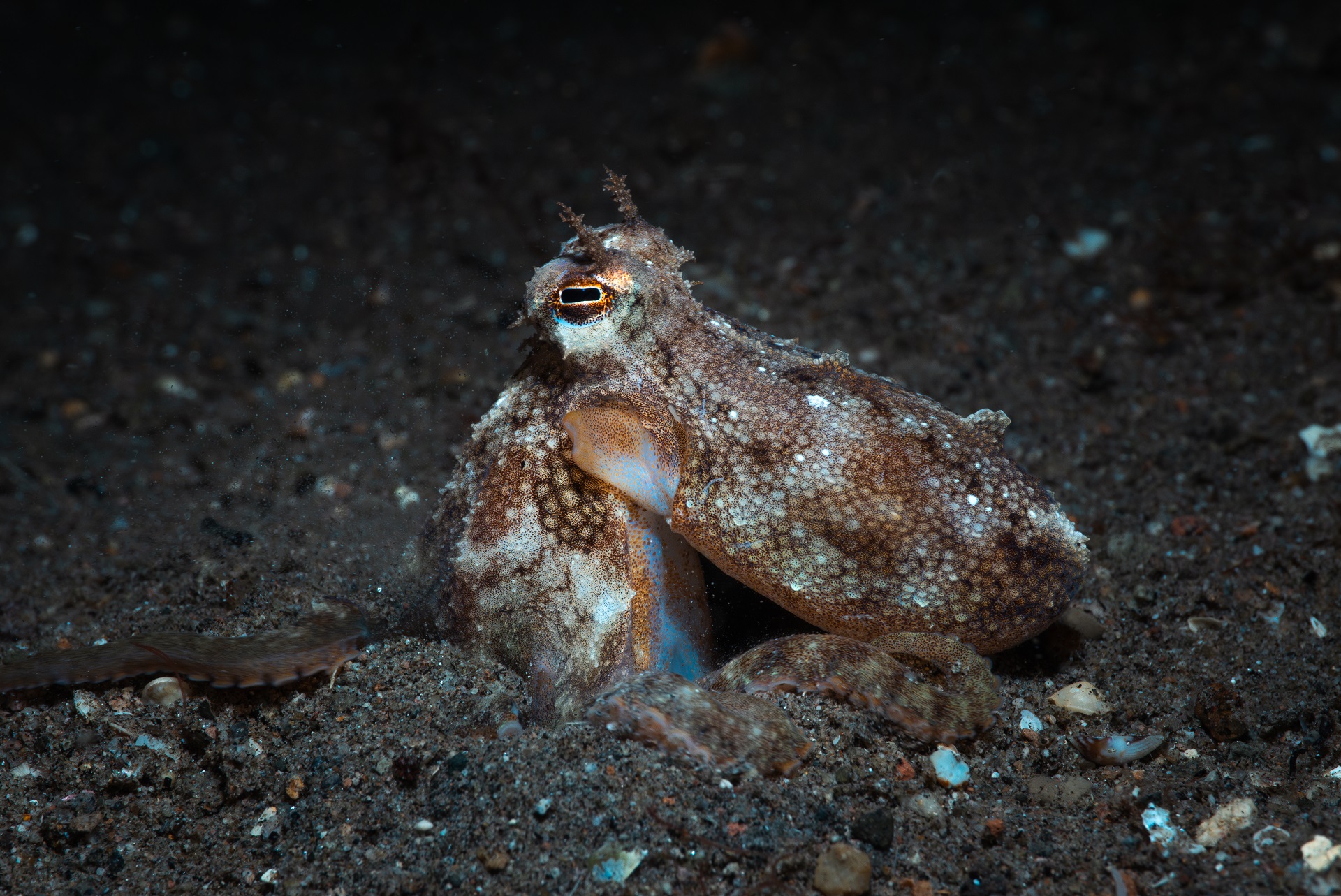 A Coconut Octopus hiding in the sand on our night dive at San Miguel North
