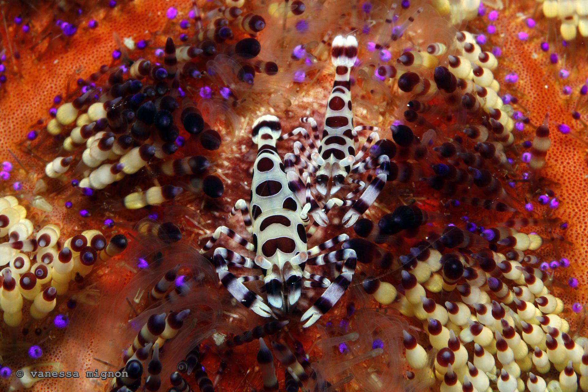 Copy of Vanessa Mignon - Coleman Shrimp