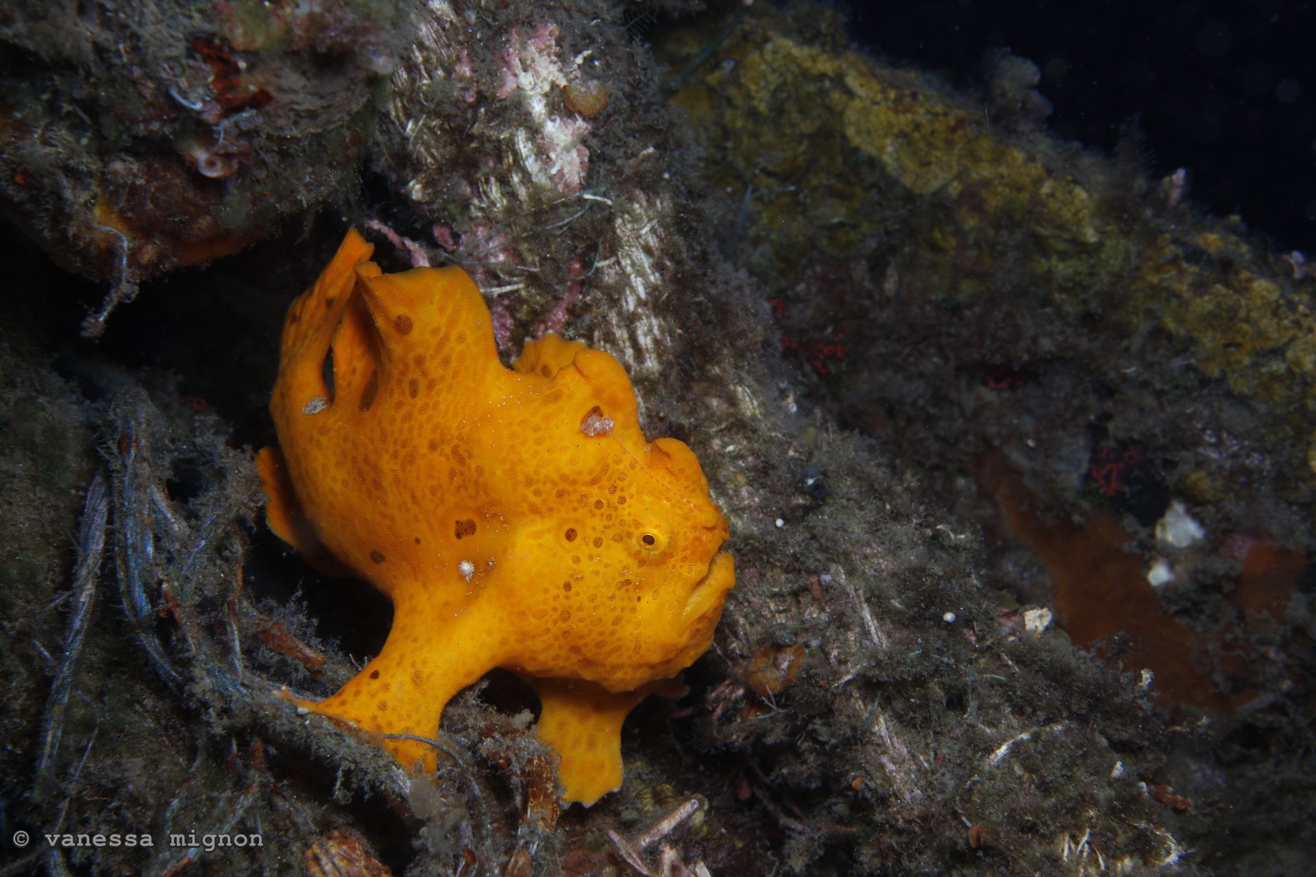 Copy of Vanessa Mignon - Frogfish 1