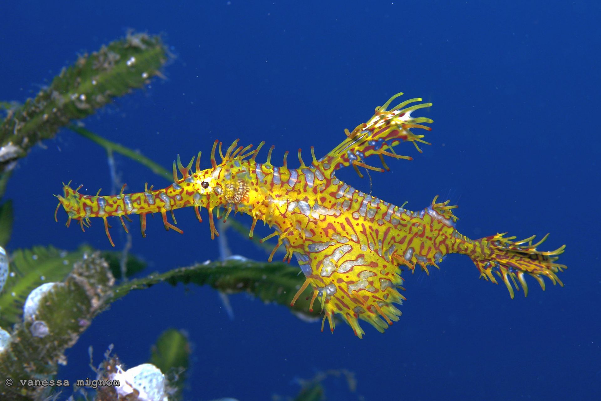 Copy of Vanessa Mignon - Ghost Pipefish