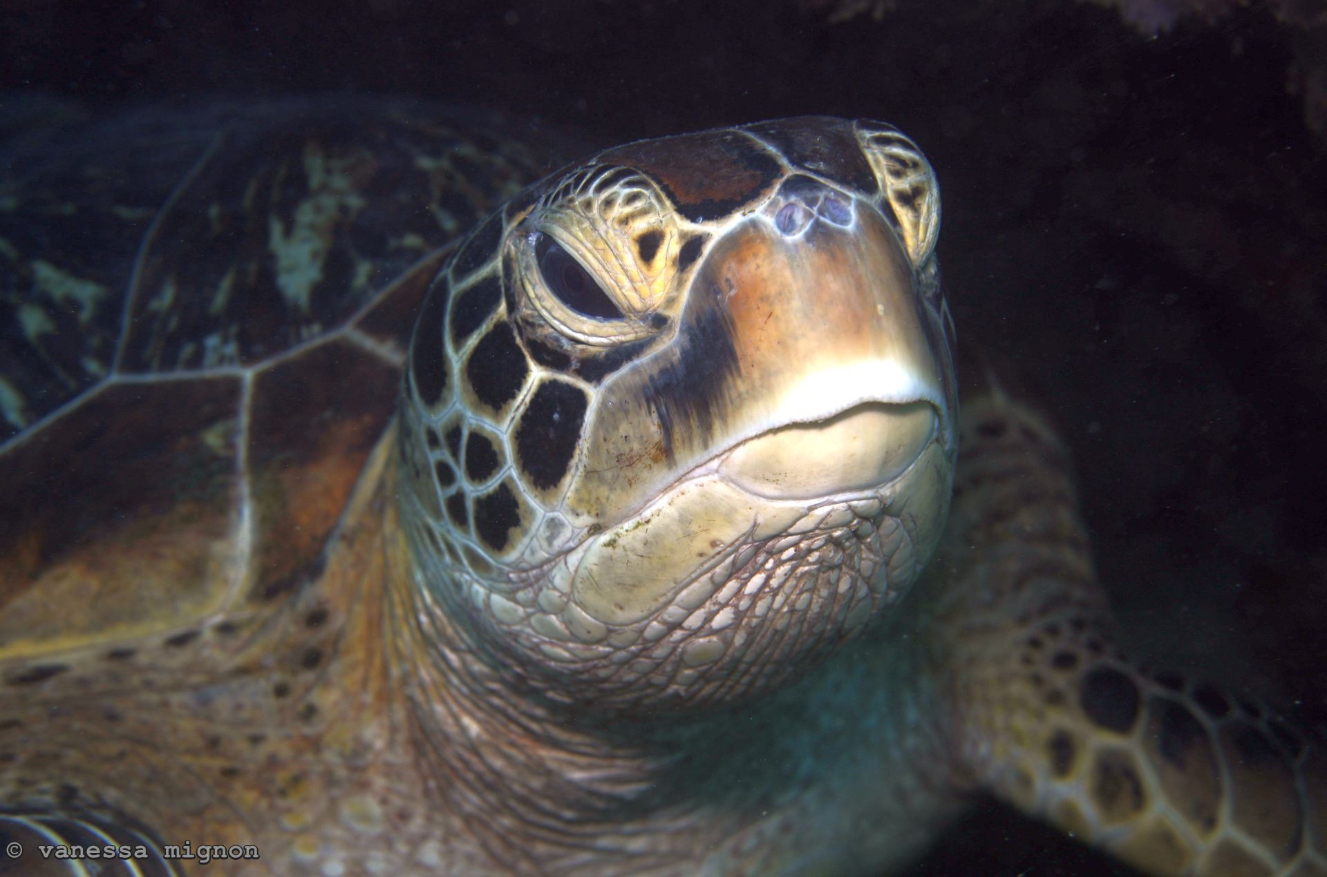 Copy of Vanessa Mignon - Green Turtle