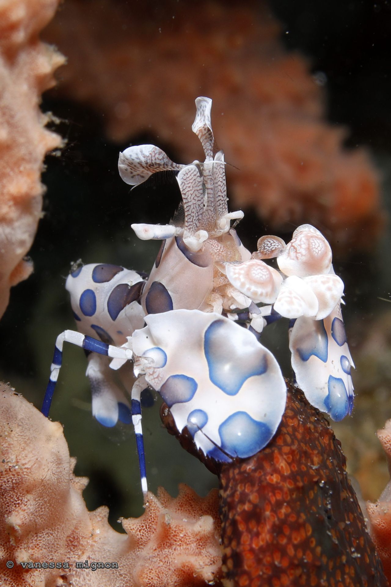 Copy of Vanessa Mignon - Harlequin Shrimp