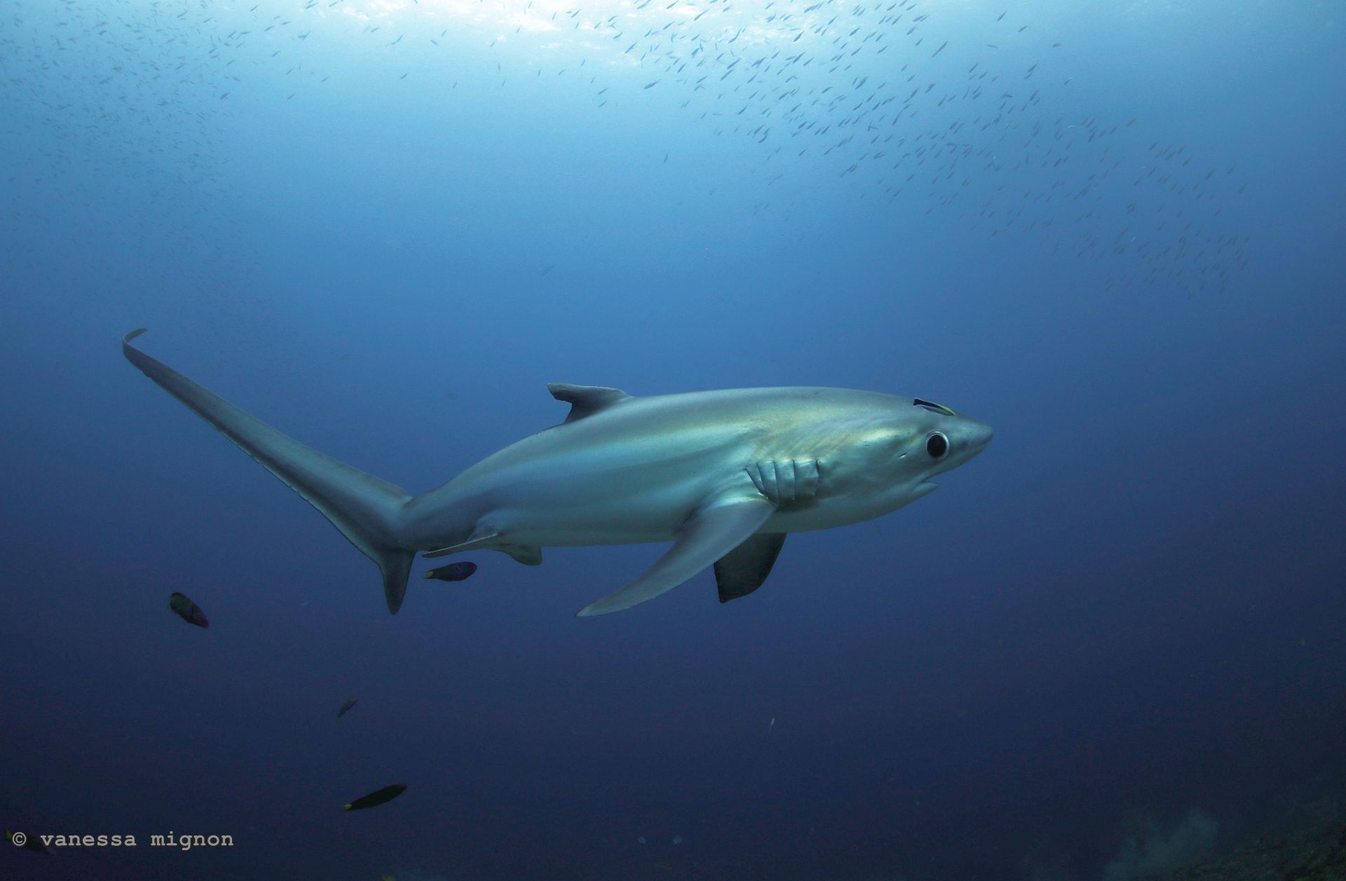 Copy of Vanessa Mignon - Thresher Shark