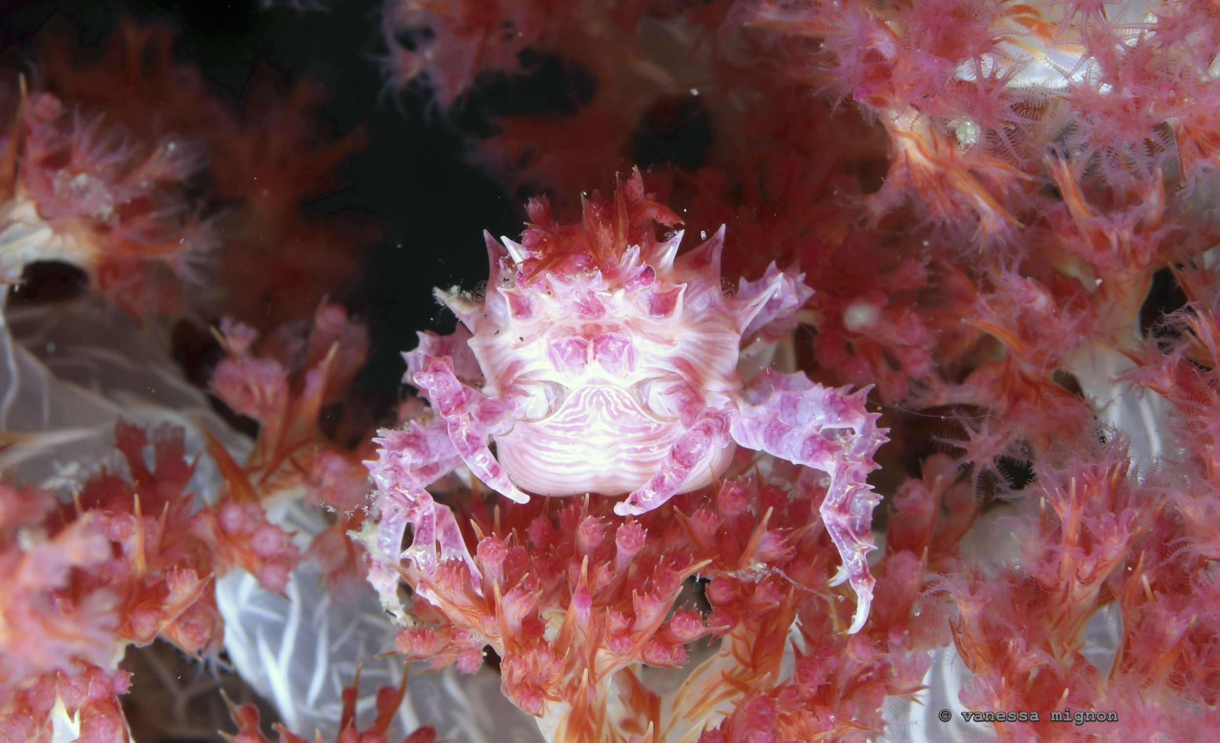 Copy of Vanessa Mignon - candycrab