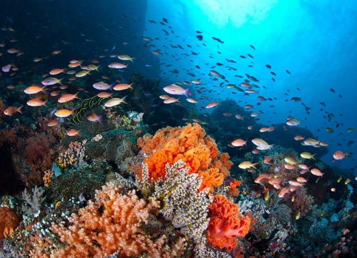 AZORES-Bohol-03