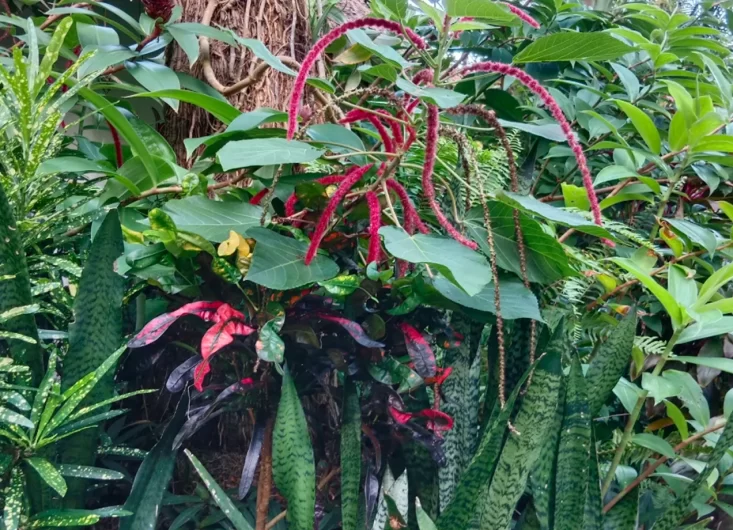 Acalypha hispida1