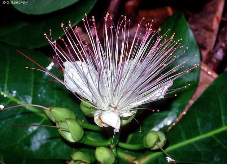 Barringtonia Asiatica 1