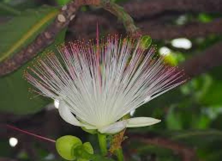 Barringtonia Asiatica 2
