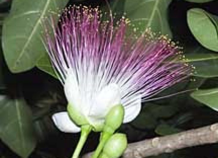 Barringtonia Asiatica 3