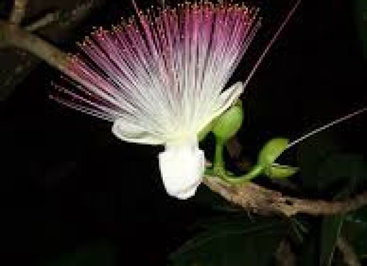 Barringtonia Asiatica 4