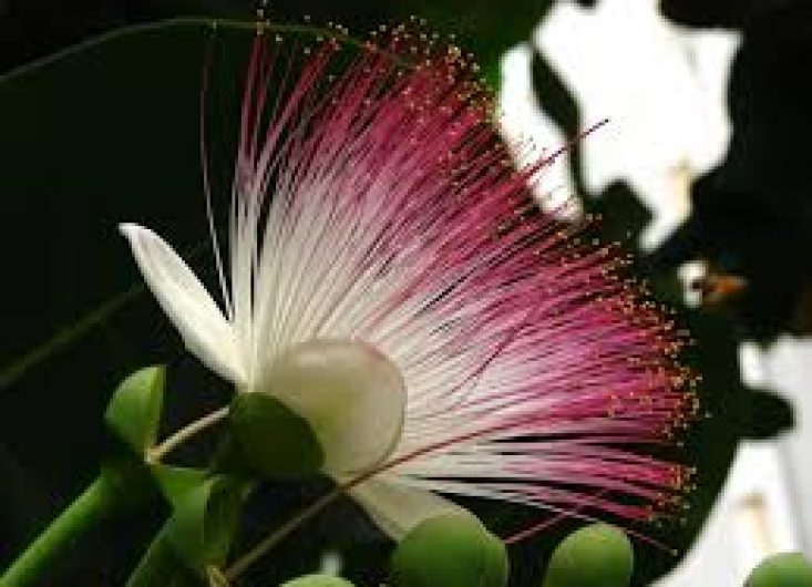 Barringtonia Asiatica 5