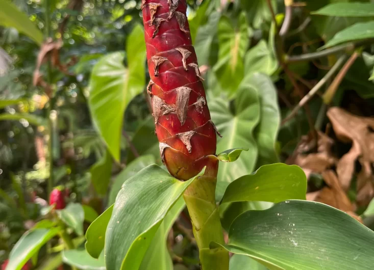 Crepe Ginger-optimized