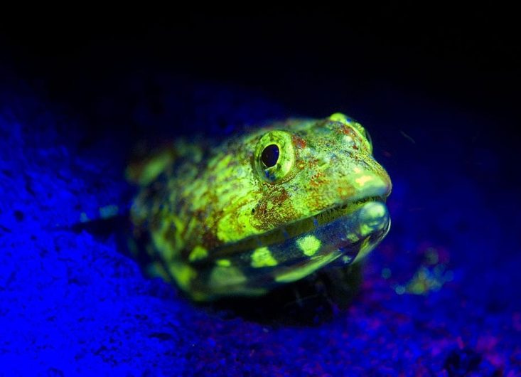 DGTE-FluroDiving-01