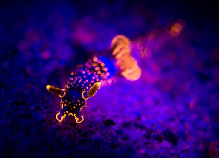 DGTE-FluroDiving-03