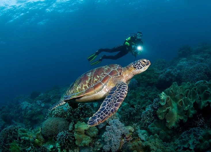 DGTE-MarineLife-01