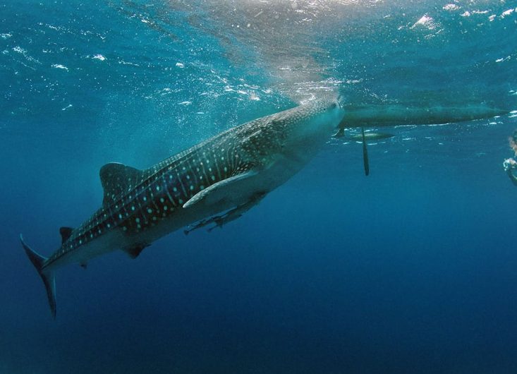 DGTE-MarineLife-05