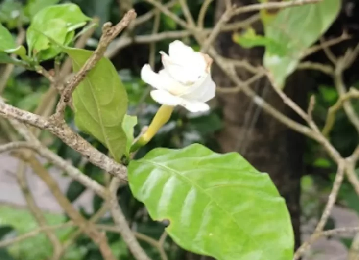 Gardenia jasminoides