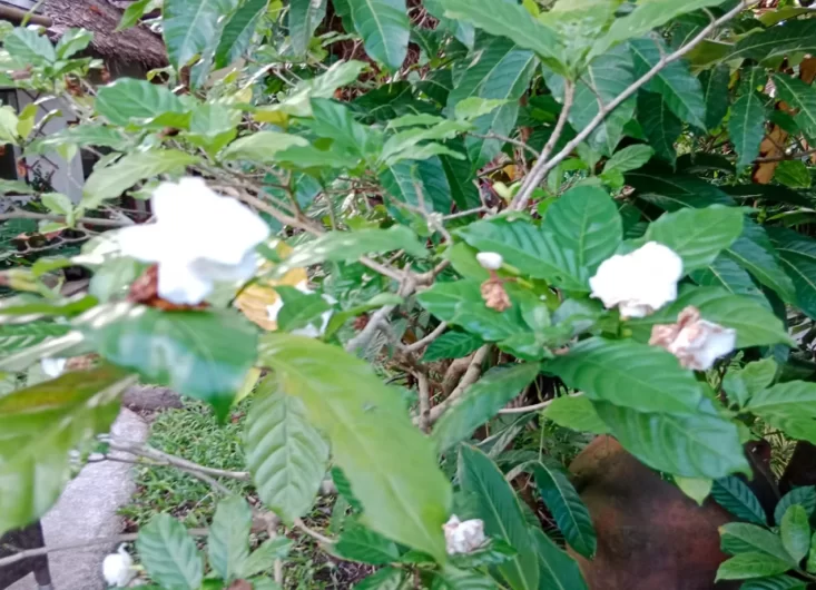 Gardenia jasminoides2